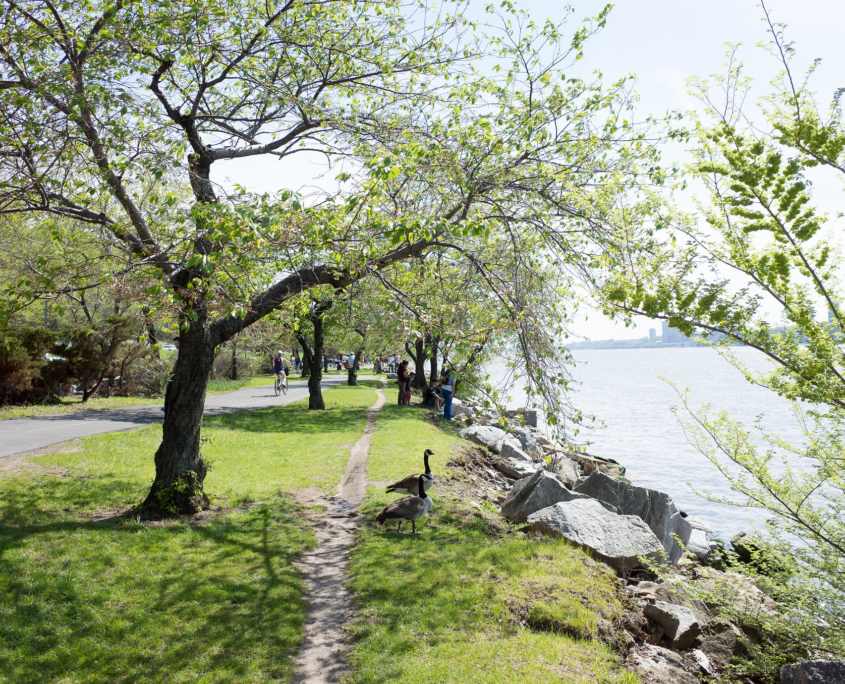 Cherry Walk in Riverside Park, NYC
